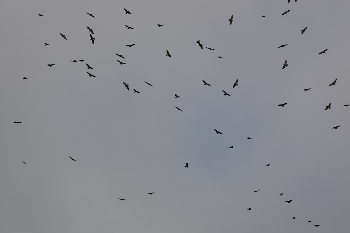 Broad-winged Hawk - ML263147401