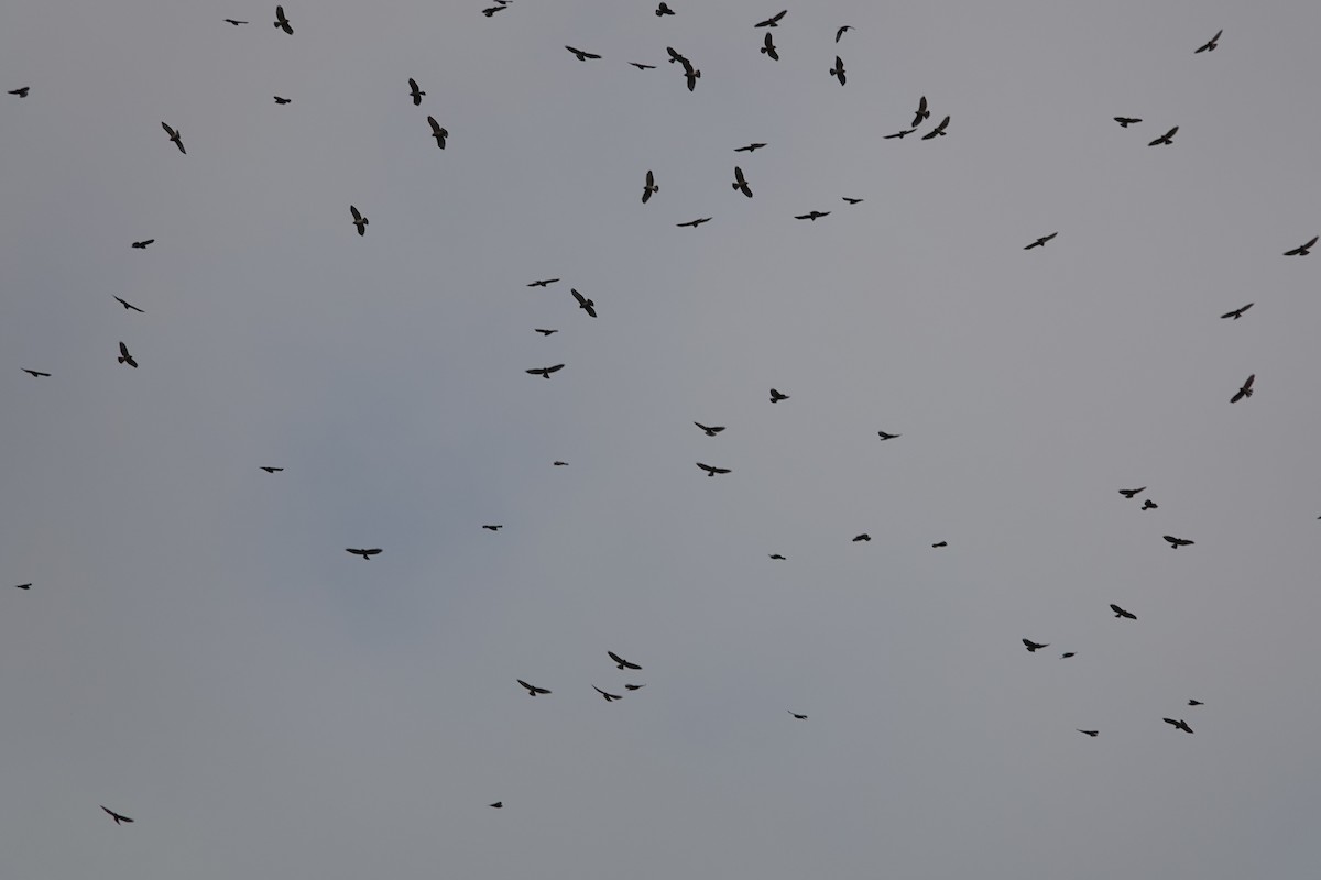 Broad-winged Hawk - ML263147411