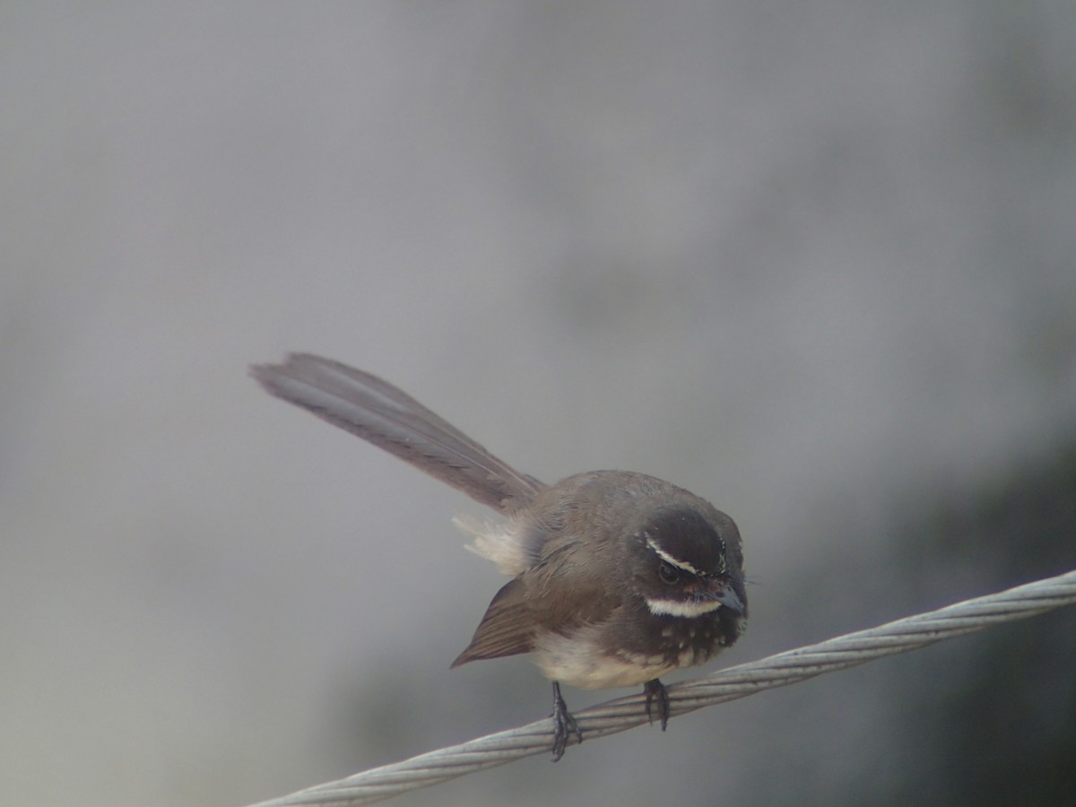 Spot-breasted Fantail - ML263147451