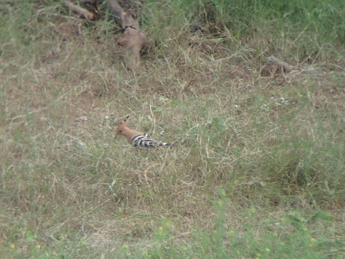 Eurasian Hoopoe - ML263147501