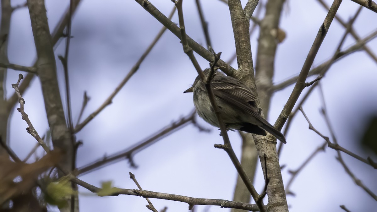 Empidonax sp. - ML263148911