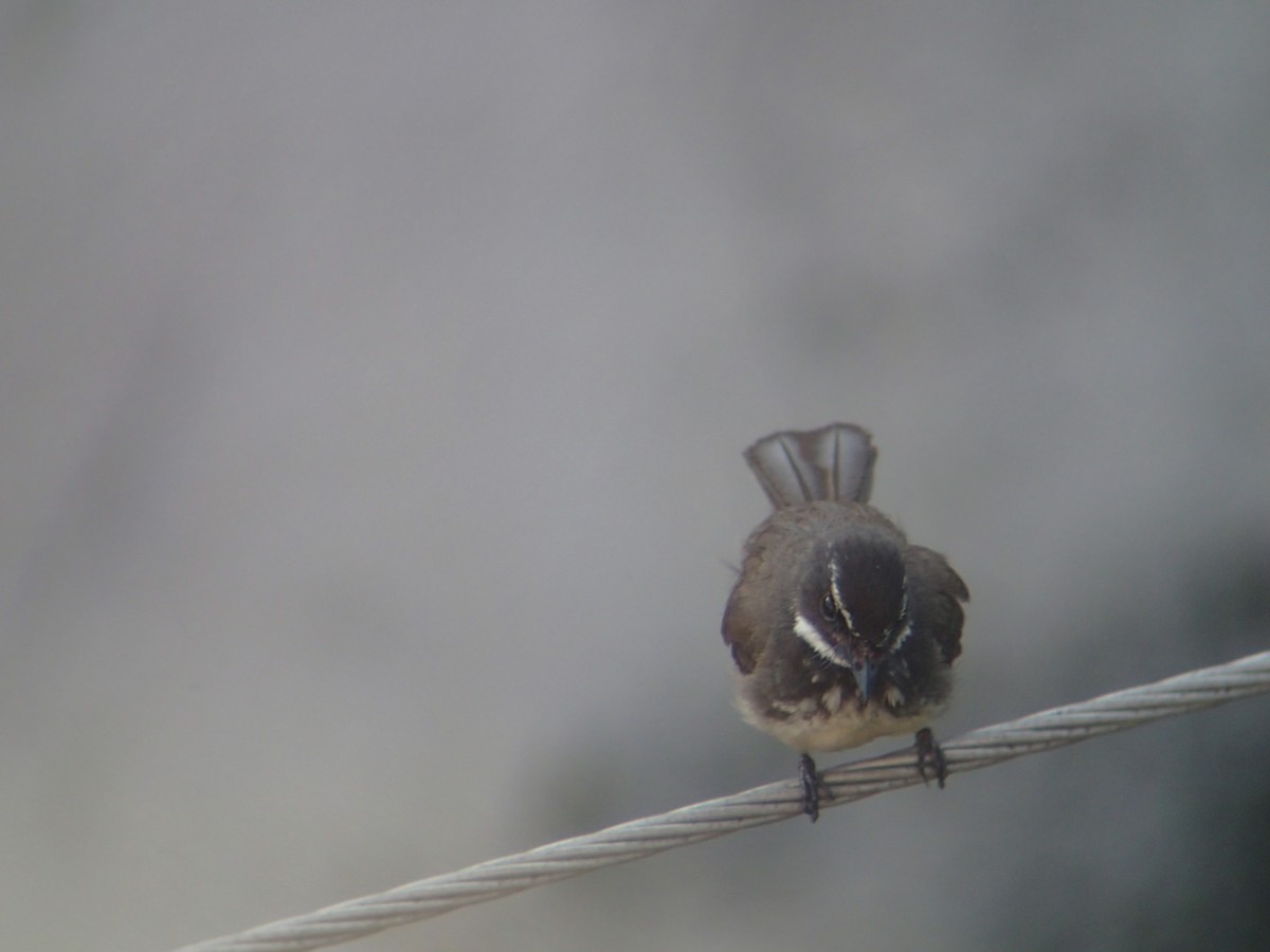 Spot-breasted Fantail - ML263149011