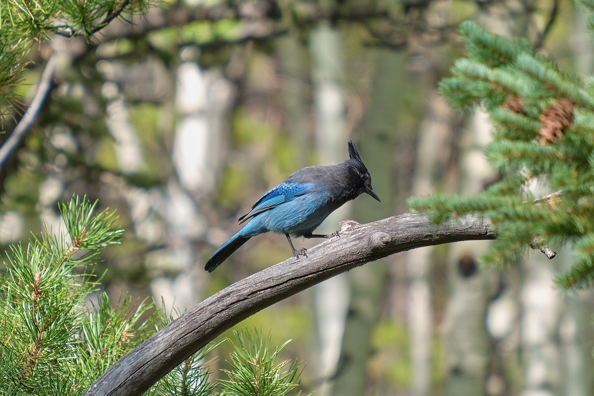 Steller's Jay - Guillaume Stordeur