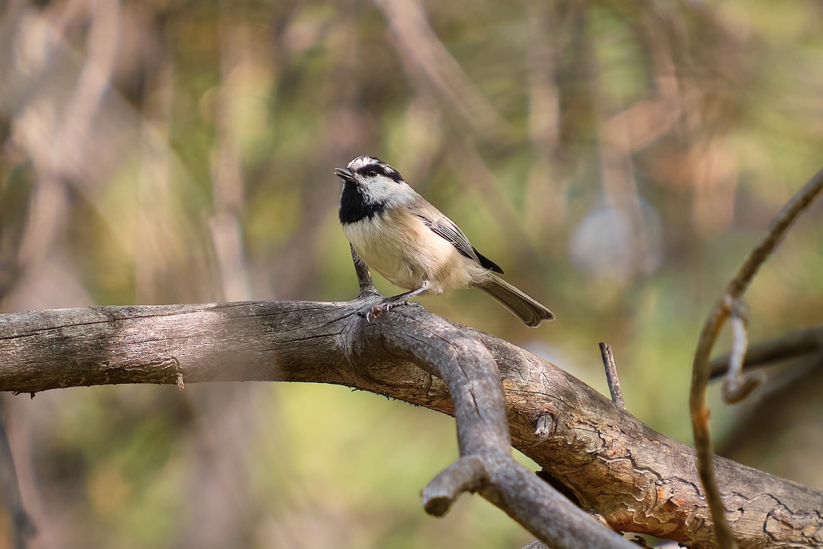 Mountain Chickadee - Guillaume Stordeur