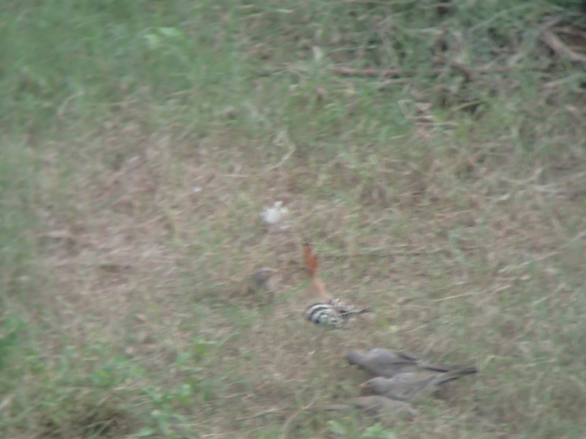 Jungle Babbler - ML263149791