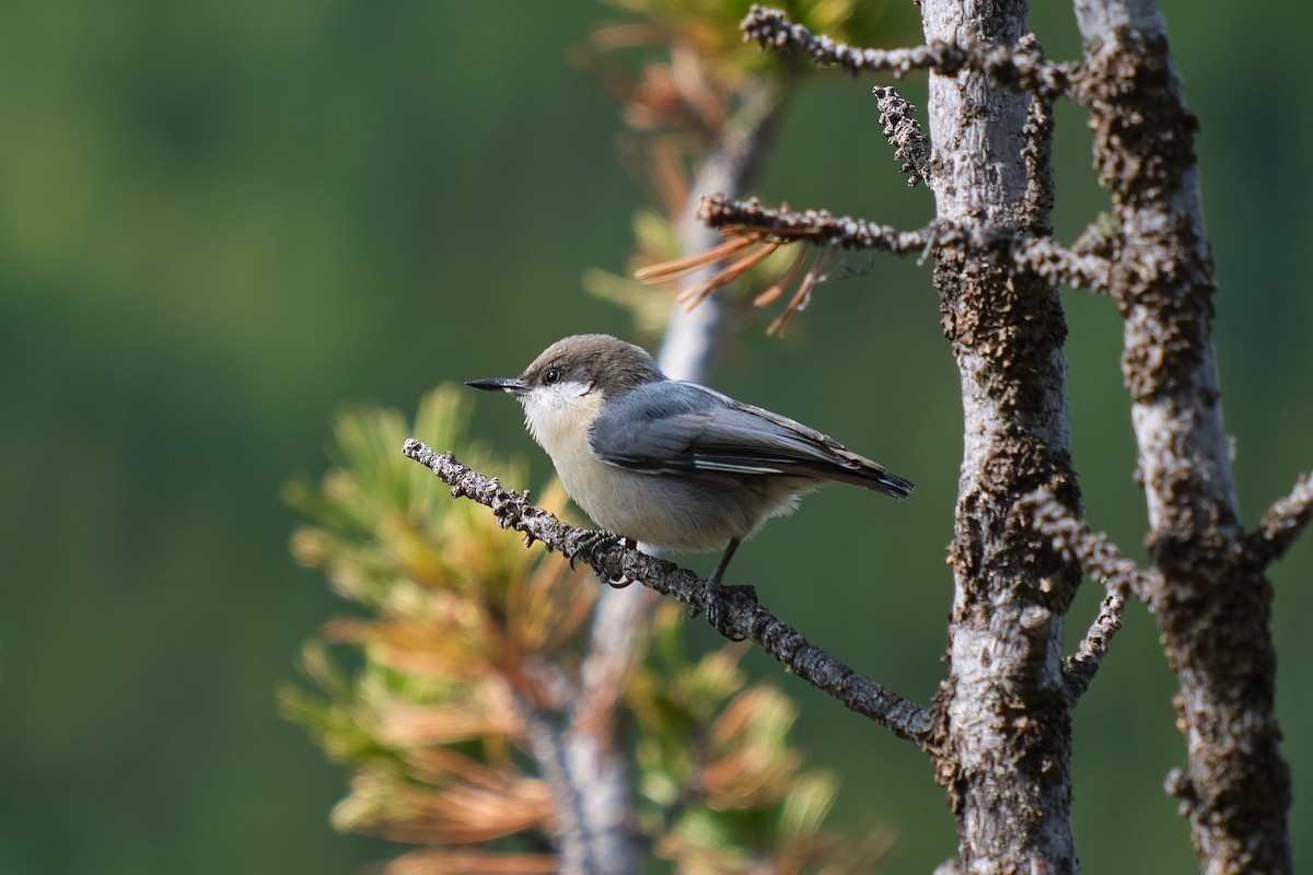 Pygmy Nuthatch - Guillaume Stordeur