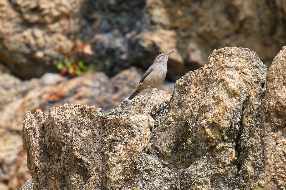 Rock Wren - Guillaume Stordeur