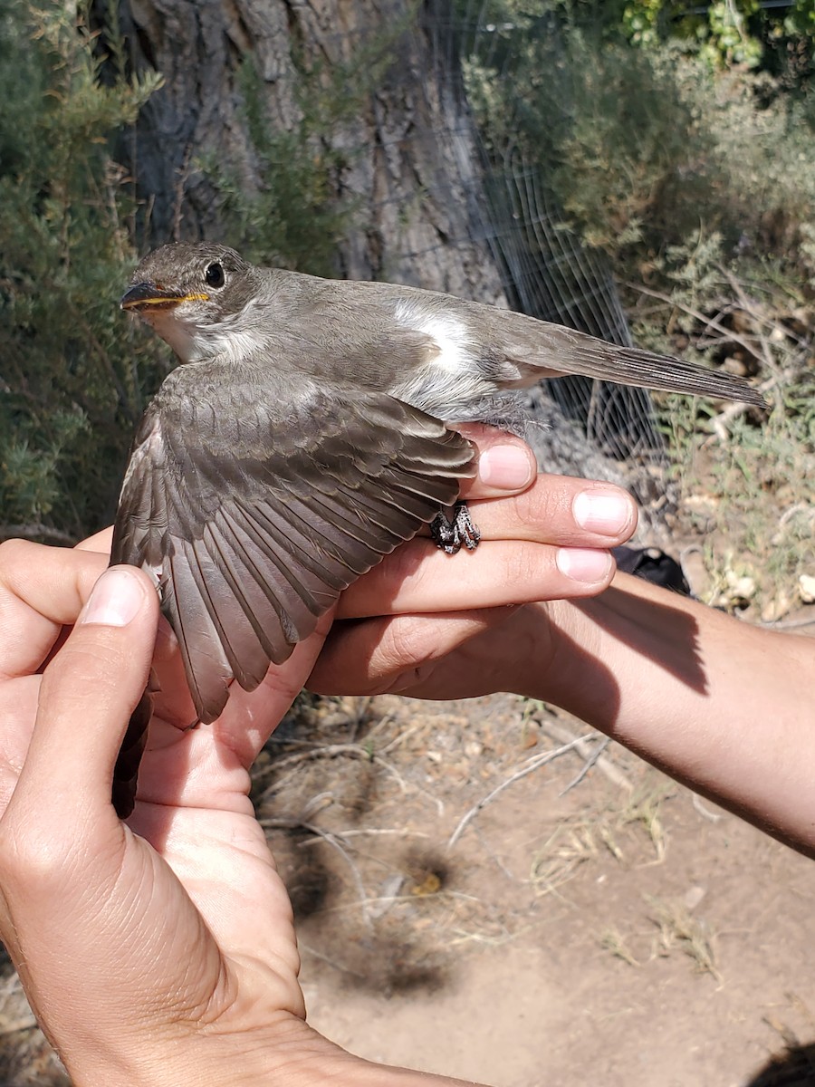 Olive-sided Flycatcher - ML263150101