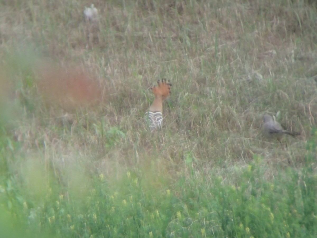 Eurasian Hoopoe - ML263150121