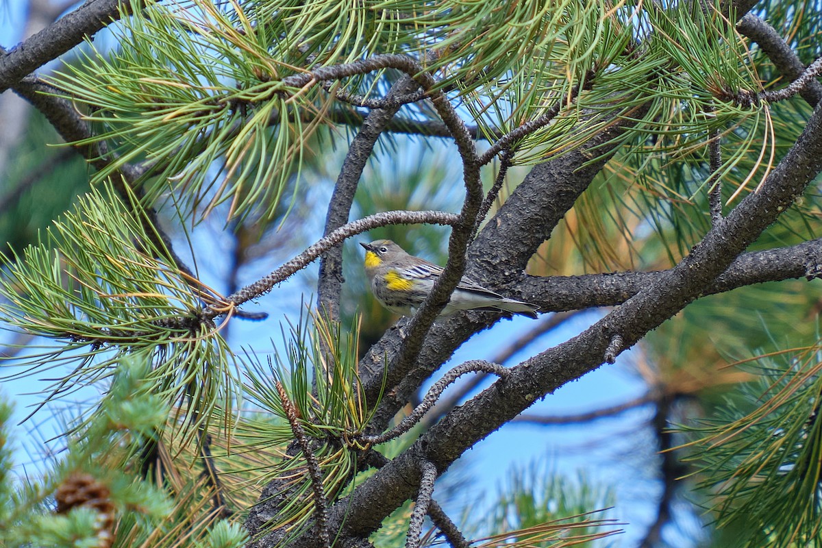 Yellow-rumped Warbler - Guillaume Stordeur