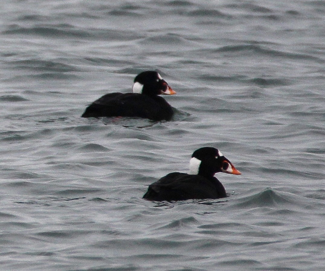 Surf Scoter - Anita Regler