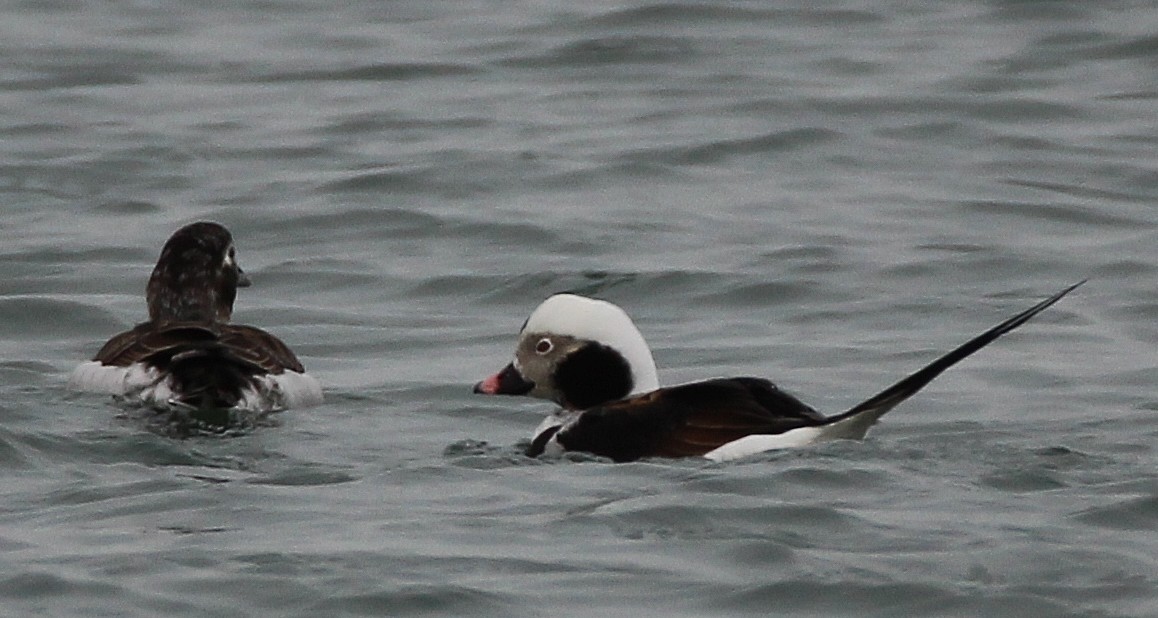 Long-tailed Duck - Anita Regler