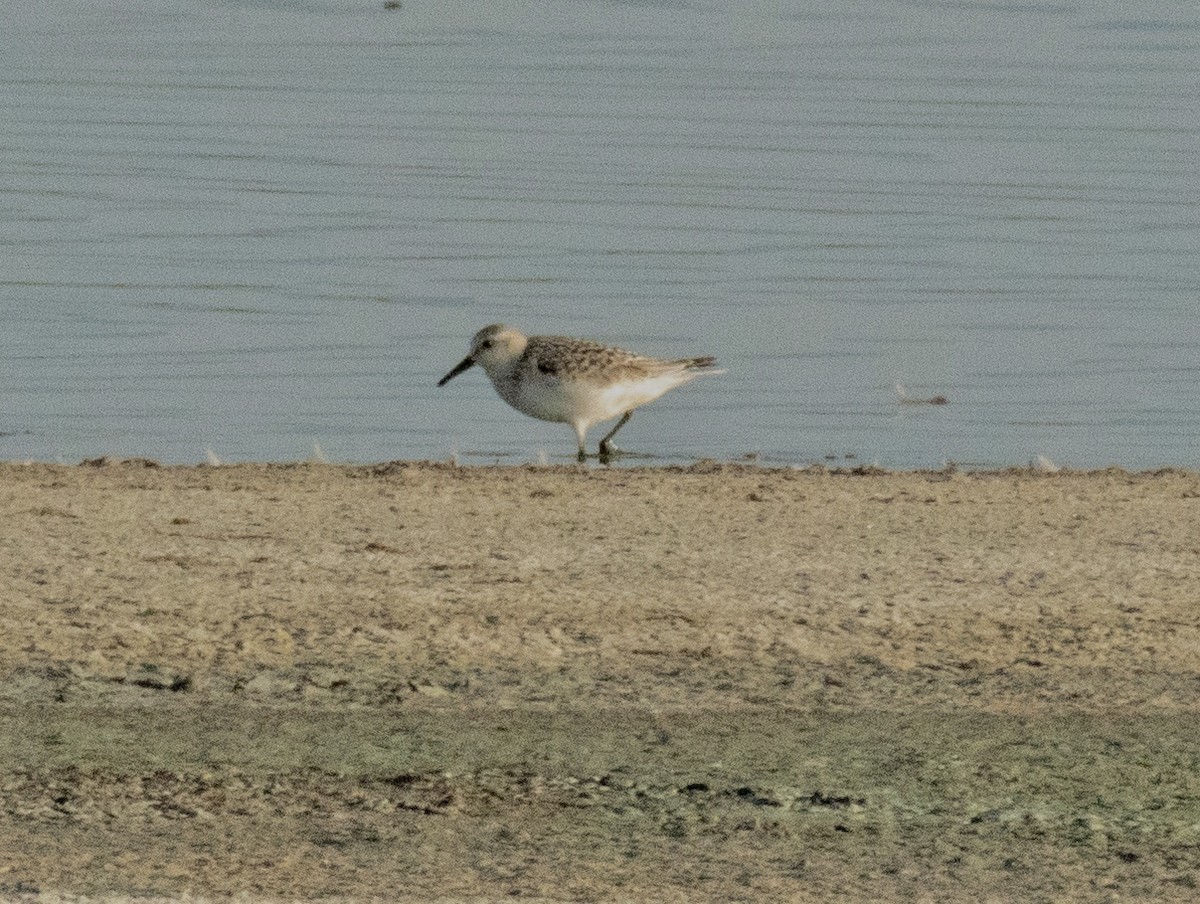 Sanderling - DT Bowen 🐦‍⬛🪶