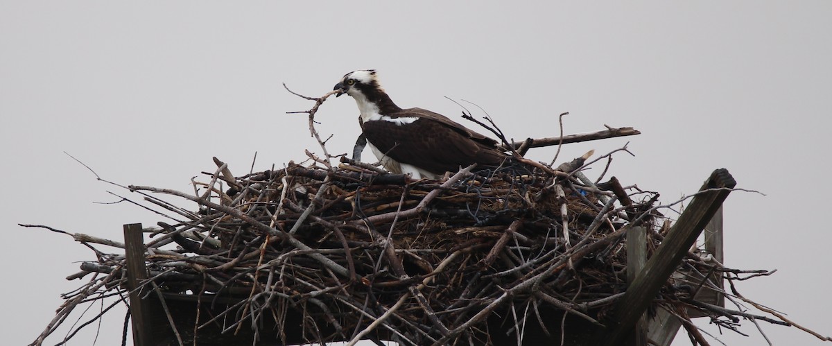 Osprey - ML26315271