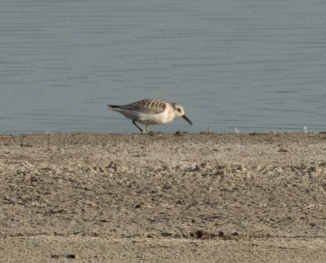 Sanderling - DT Bowen 🐦‍⬛🪶