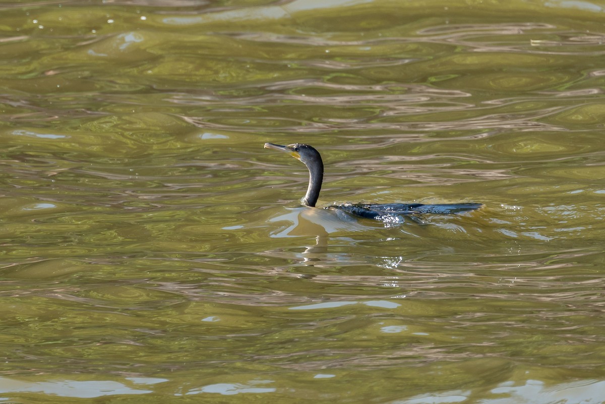 Double-crested Cormorant - ML263154381