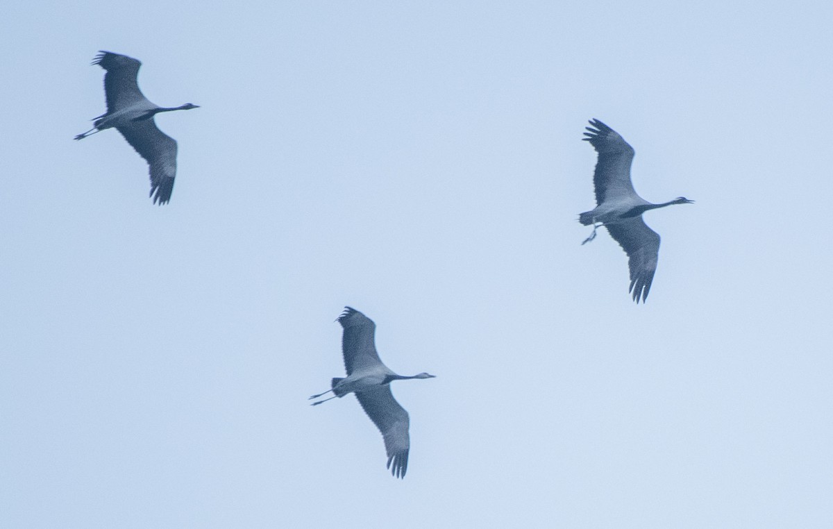 Demoiselle Crane - ML263154461