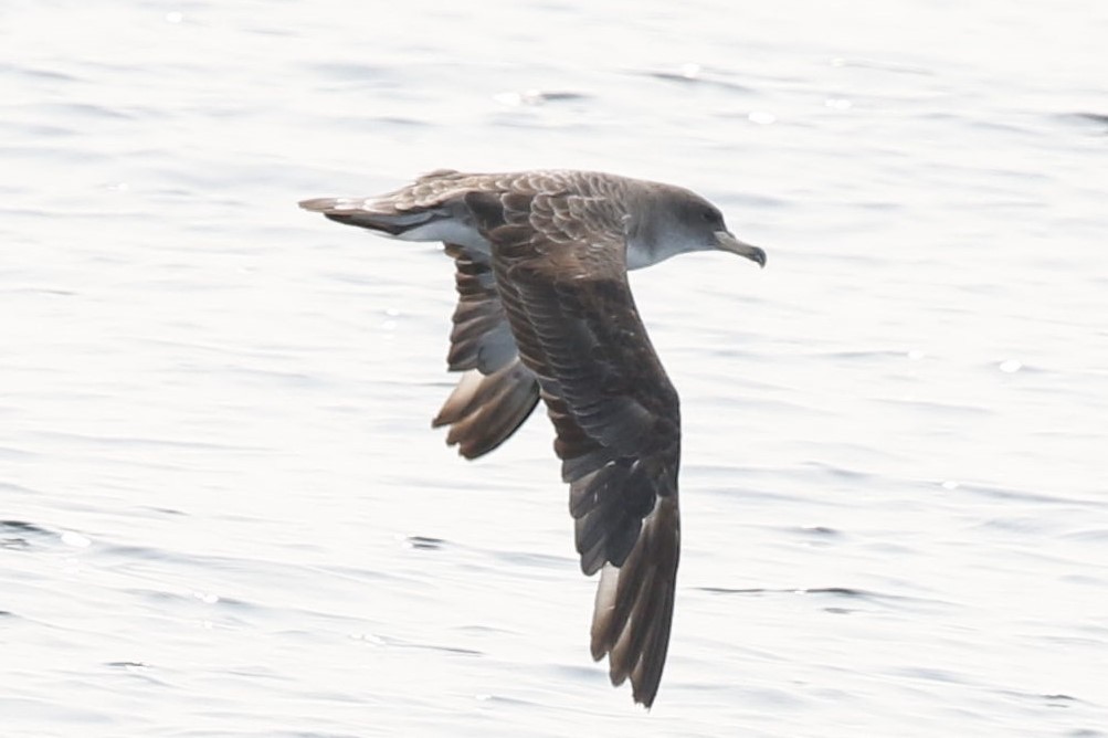 Cory's Shearwater - ML263154661