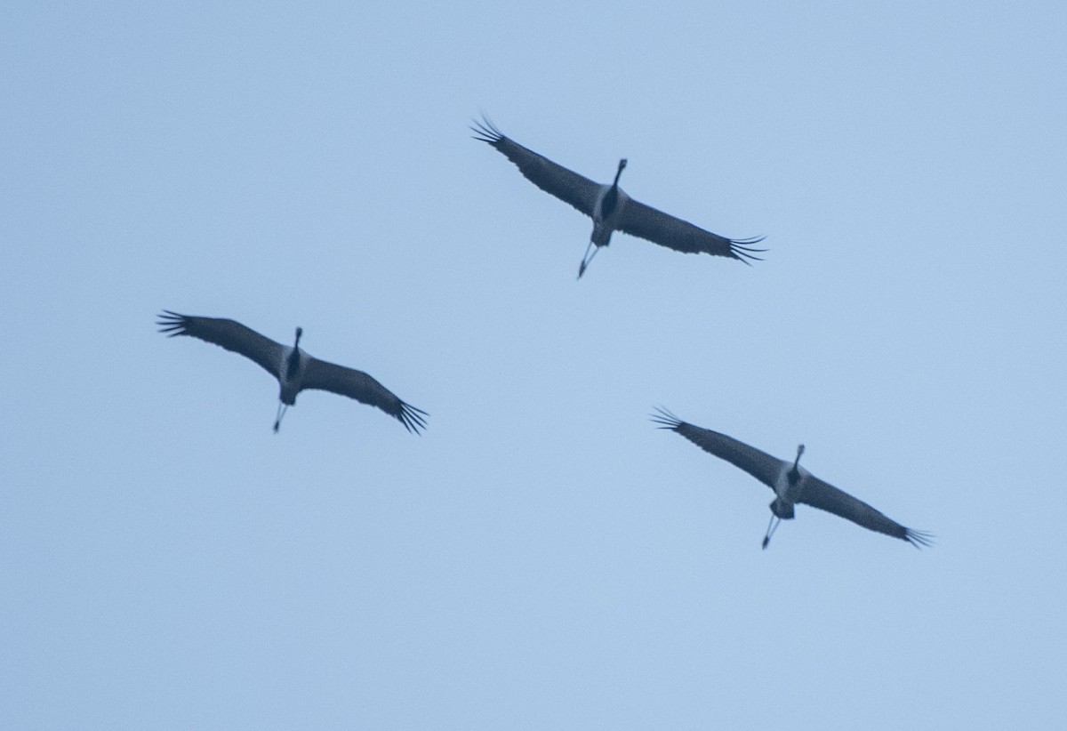 Demoiselle Crane - ML263154981