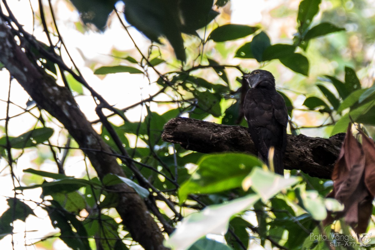 Indian Cuckoo - ML26315501