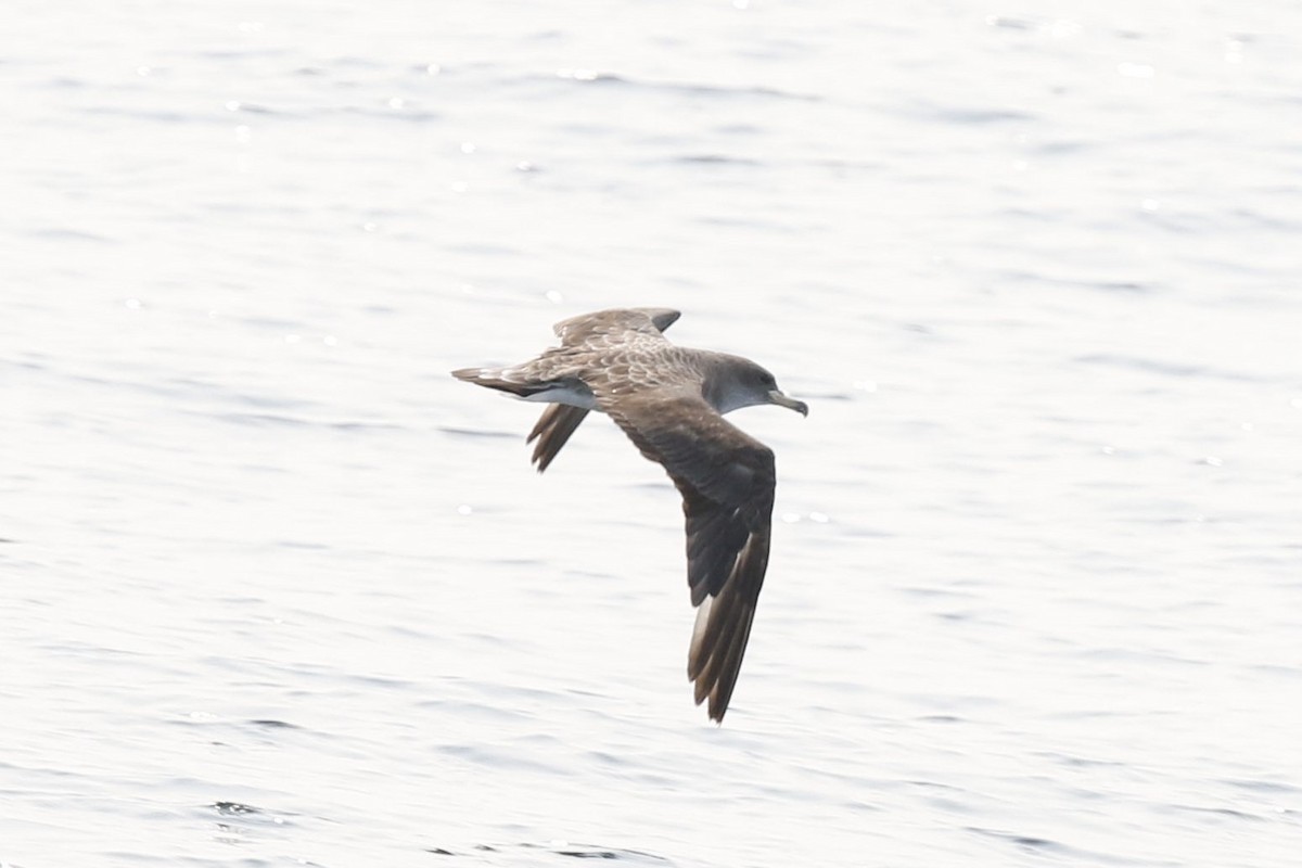 Cory's Shearwater - Hap Ellis