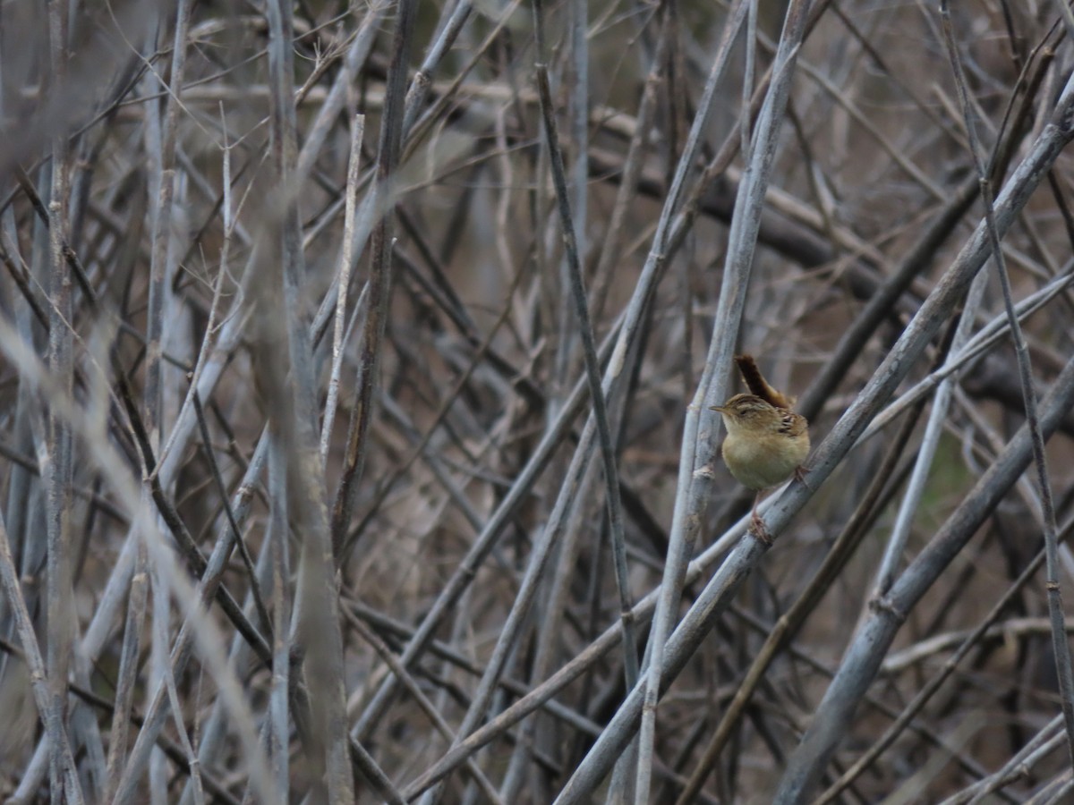 Grass Wren - ML263158521