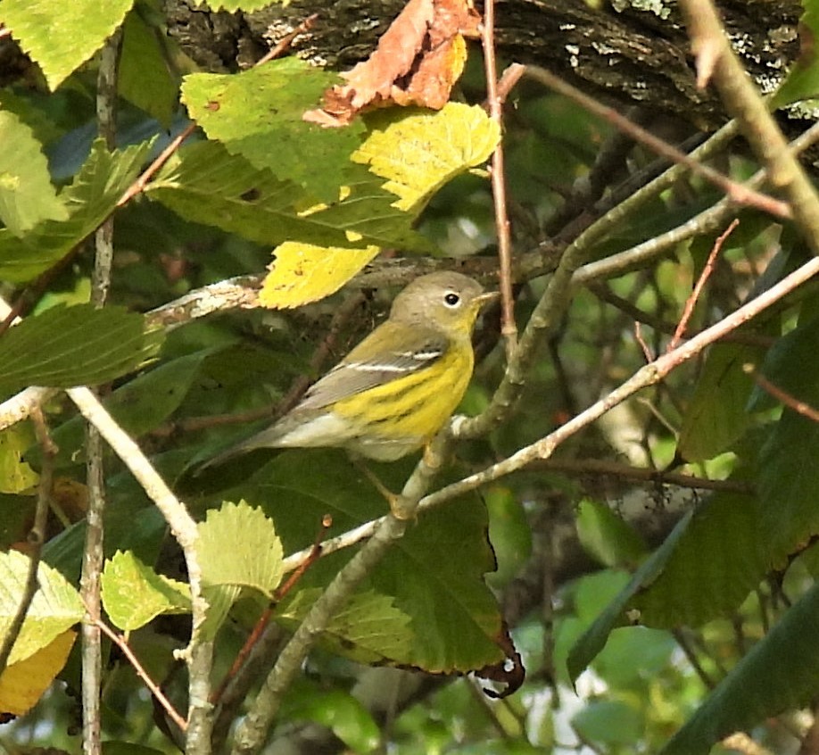 Magnolia Warbler - ML263158911