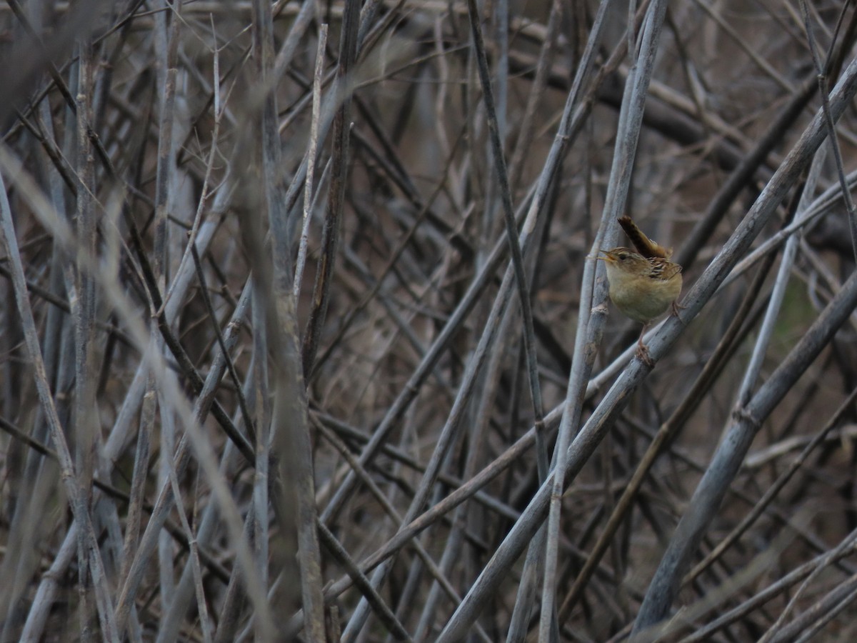 Grass Wren - ML263159471