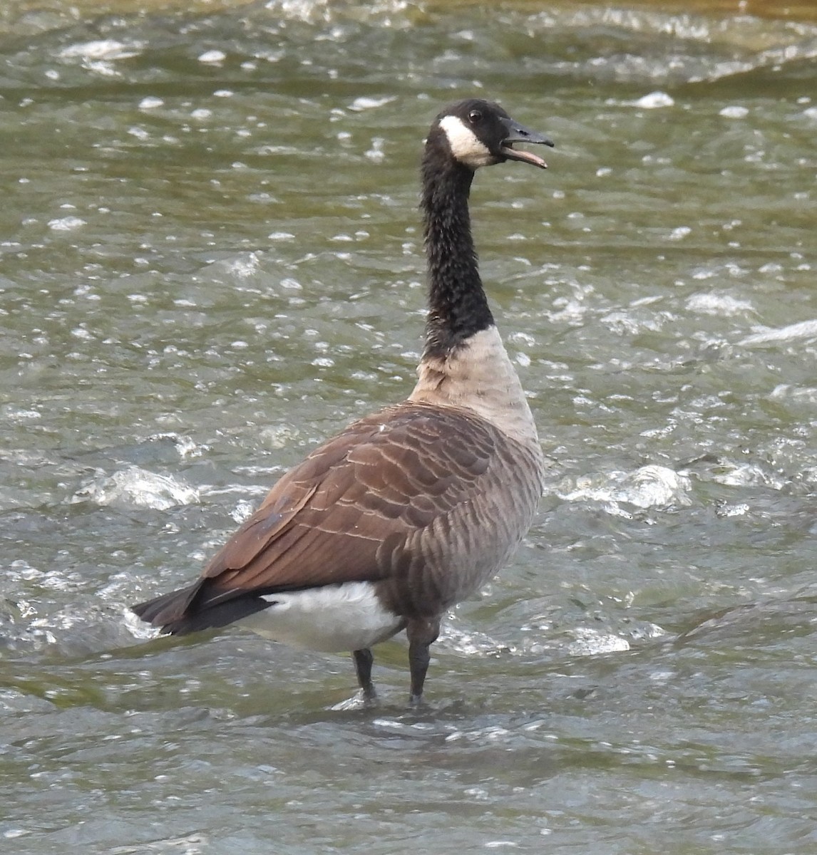 Canada Goose - ML263159541