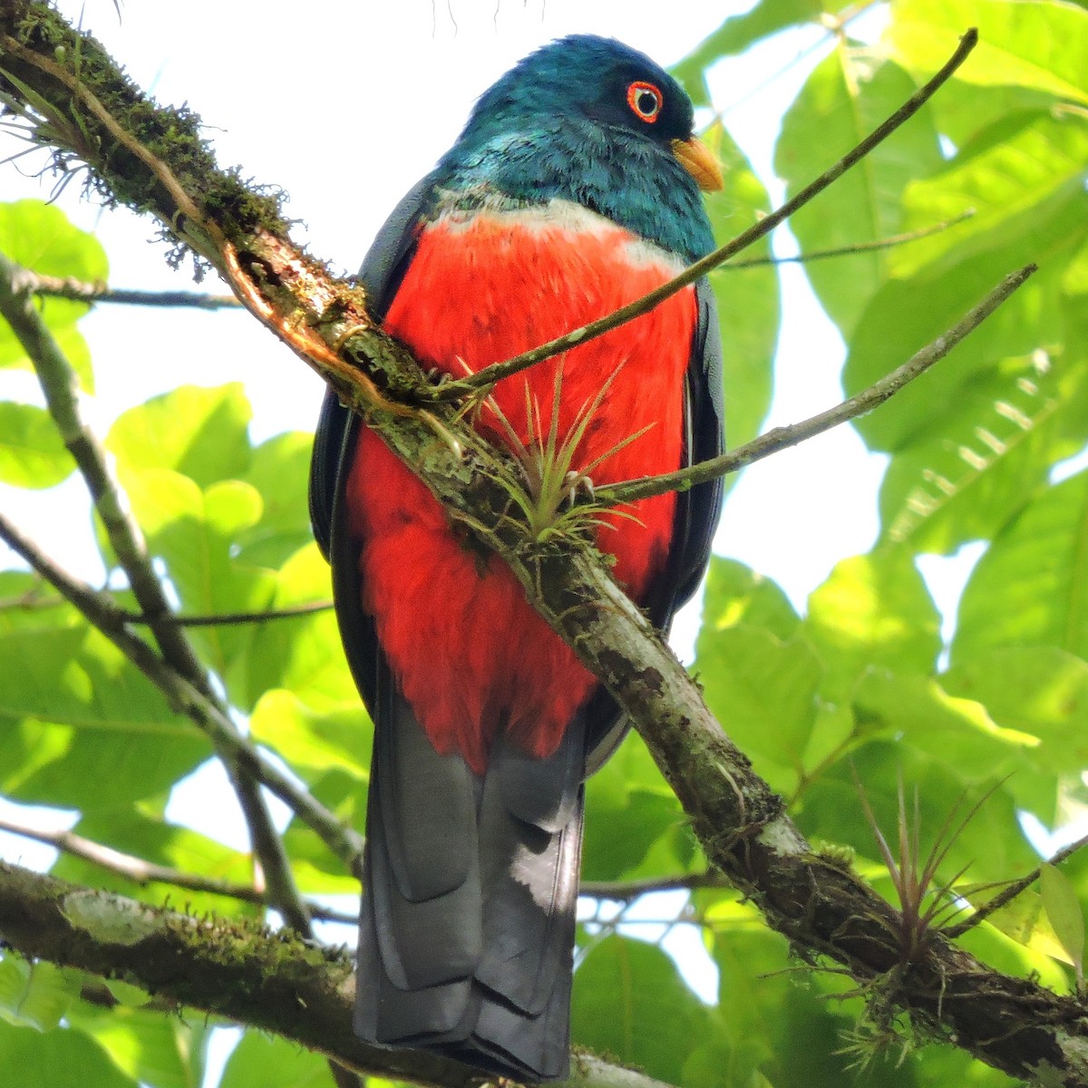 Trogon d'Équateur - ML263162421