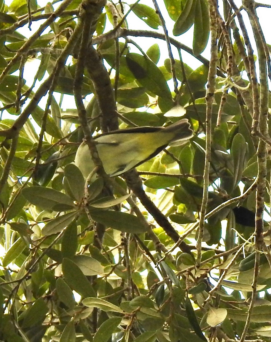 Vireo Ojirrojo - ML263164201