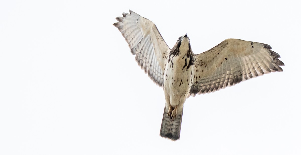 Broad-winged Hawk - ML263167121