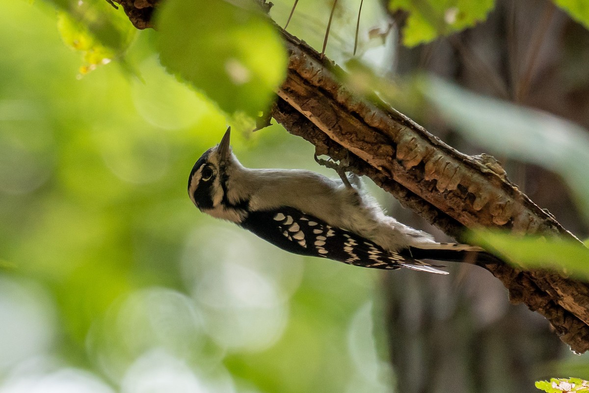 Downy Woodpecker - Niki Robertson