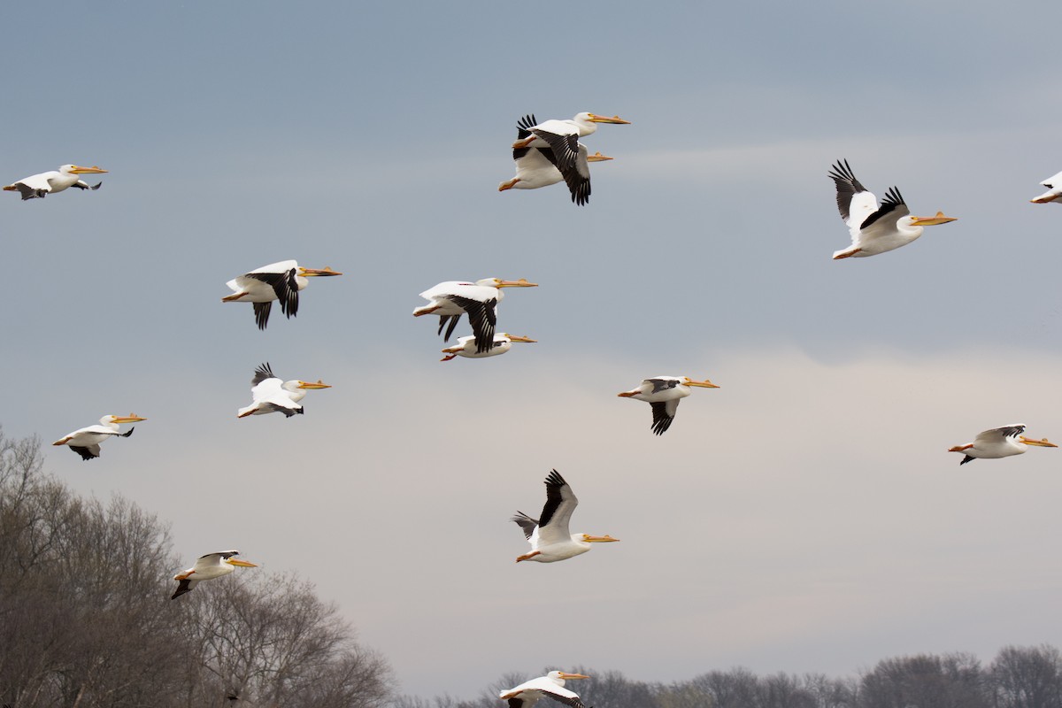 American White Pelican - Jack and Shirley Foreman