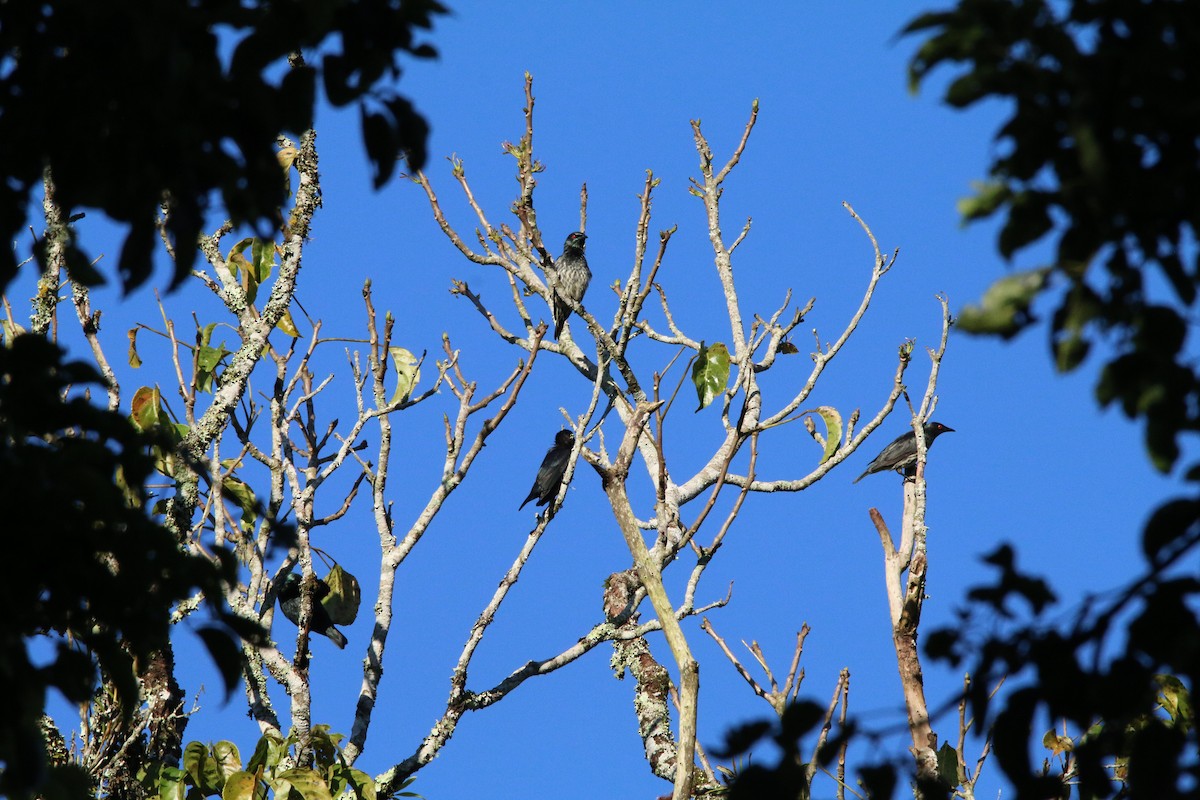 Short-tailed Starling - Brendan Cook