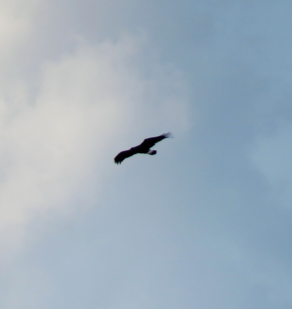 Golden Eagle - ML263173311