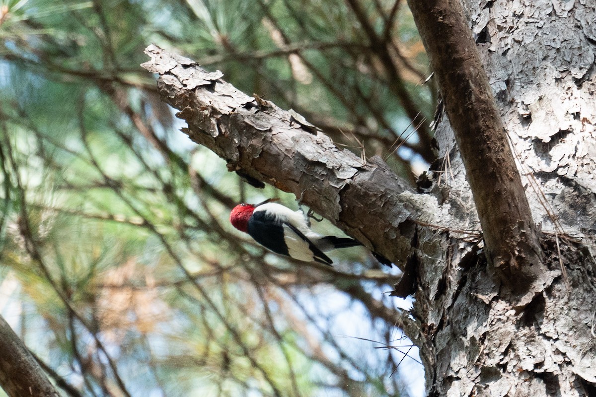 Red-headed Woodpecker - ML263174571