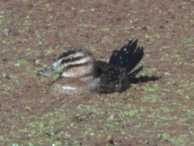 Masked Duck - ML263174631