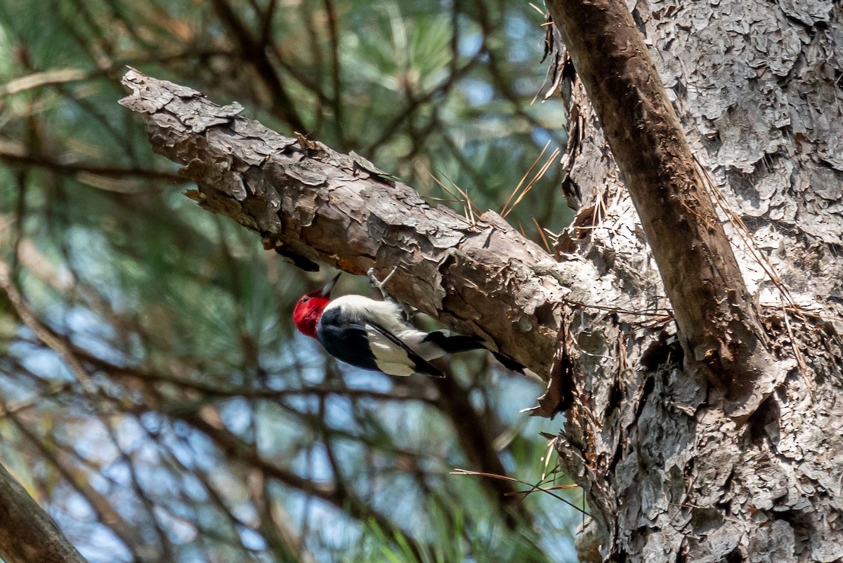 Red-headed Woodpecker - ML263175221