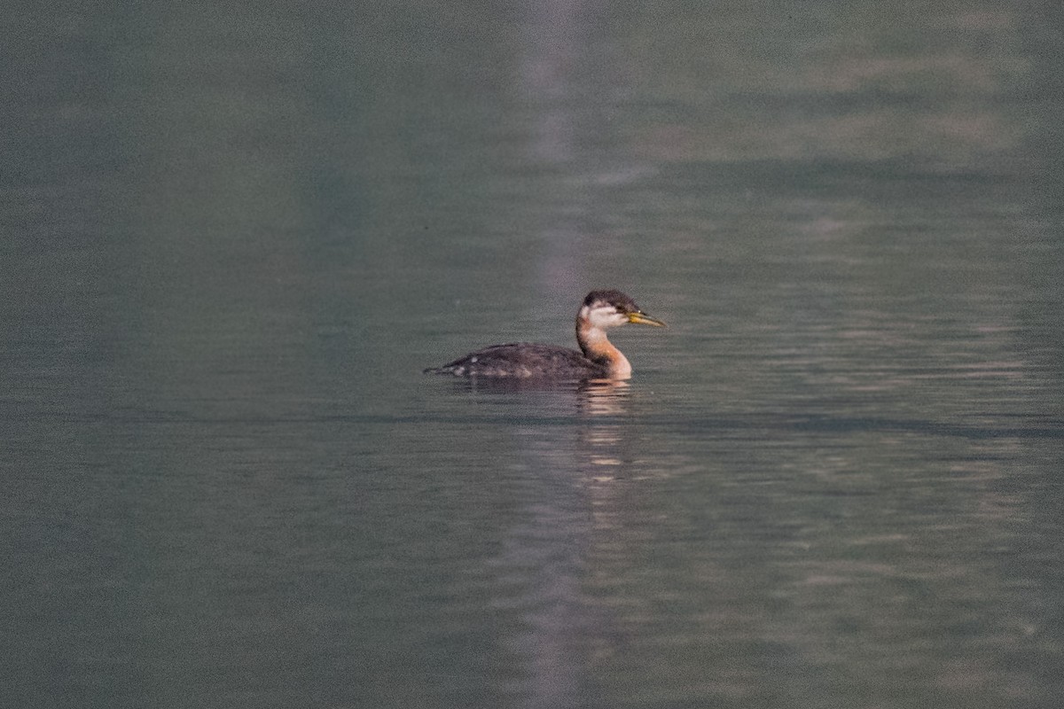 Red-necked Grebe - ML263175291