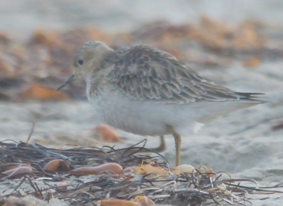 Buff-breasted Sandpiper - ML263176391