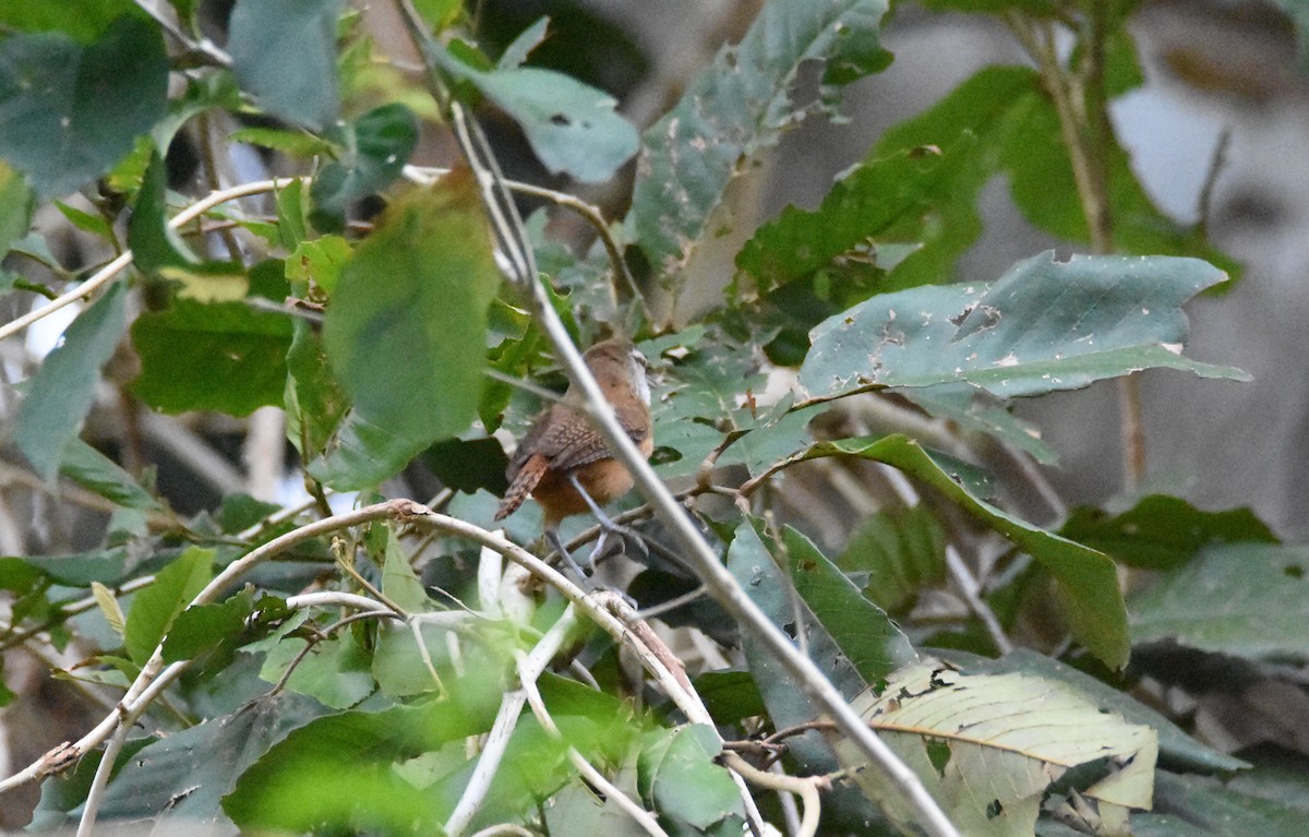 Buff-breasted Wren - ML26317641