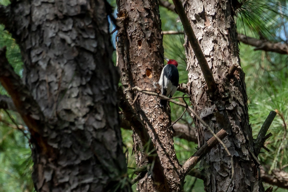 Red-headed Woodpecker - ML263176641