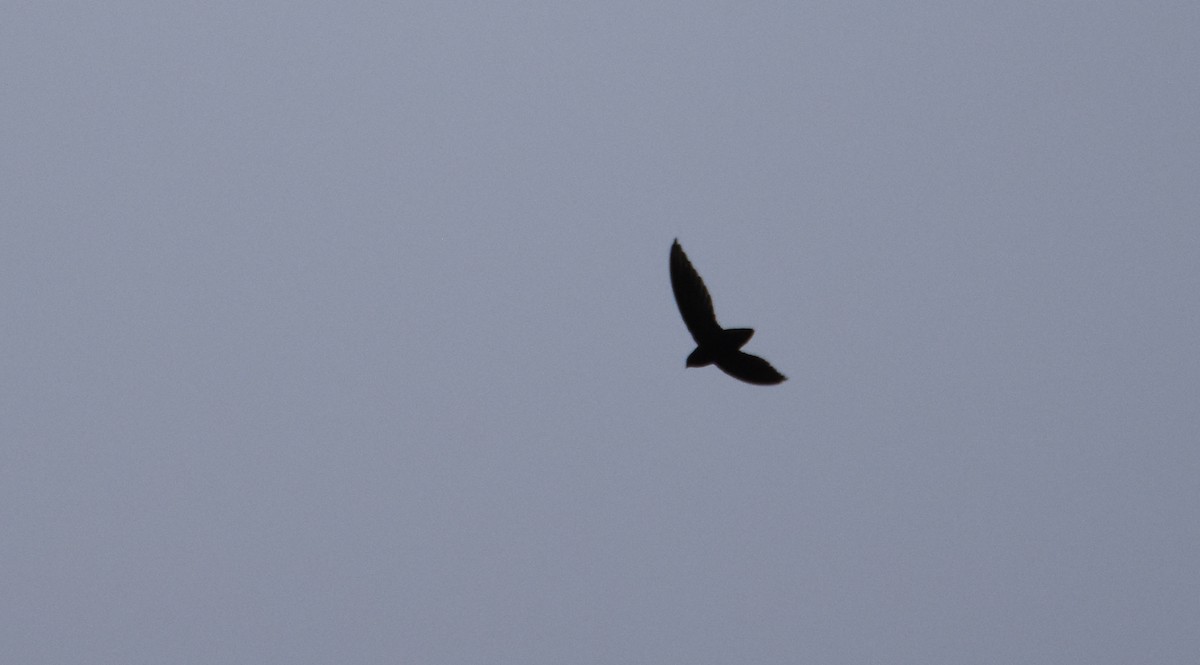 Short-tailed Swift - ML26317671