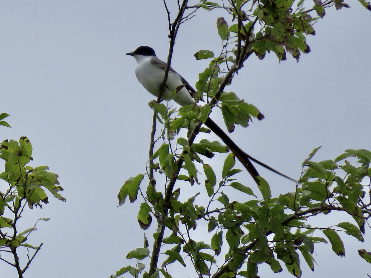 Fork-tailed Flycatcher - ML263177691