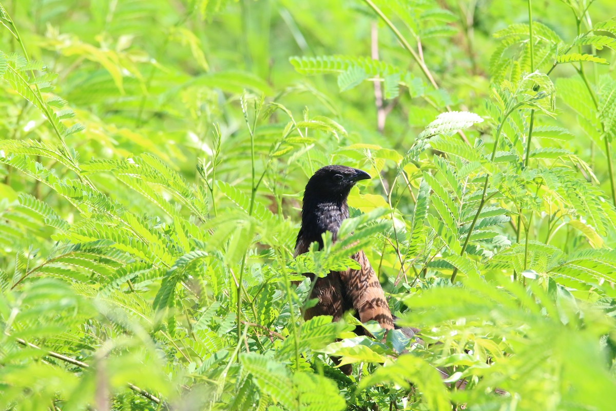 Lesser Coucal - Brendan Cook