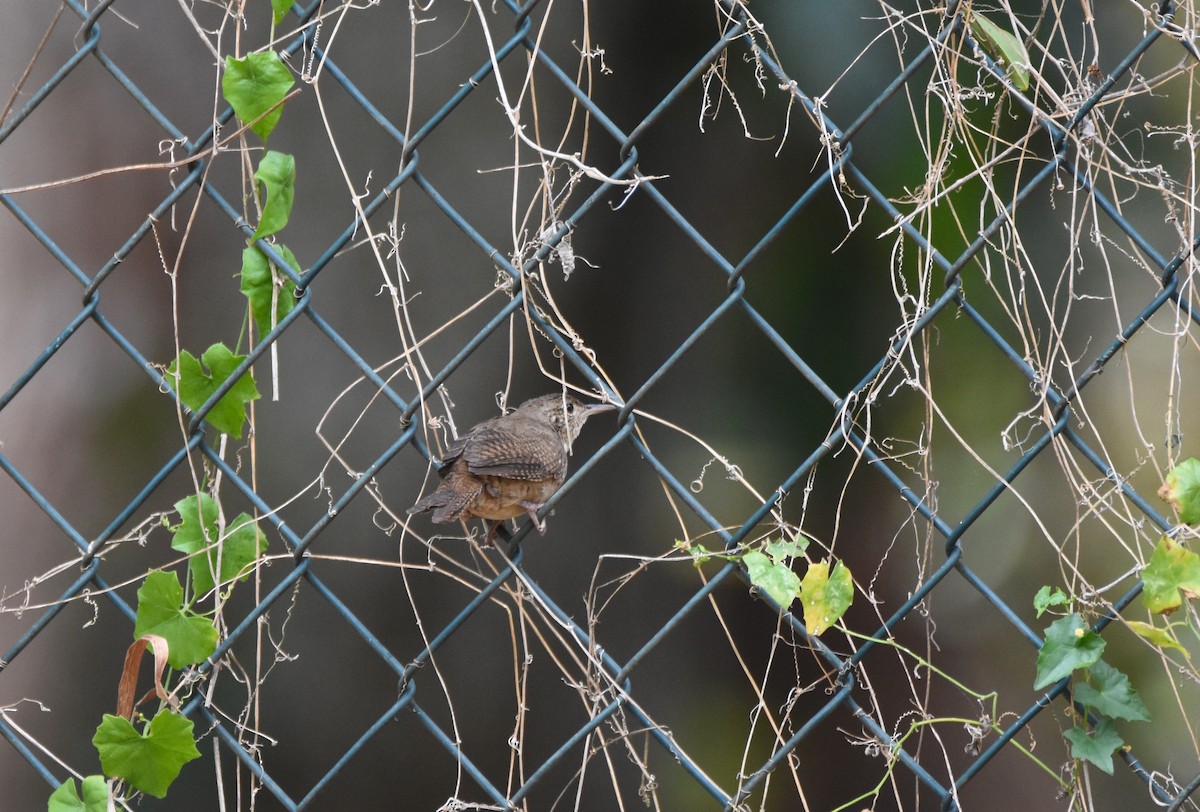 House Wren (Southern) - ML26317791