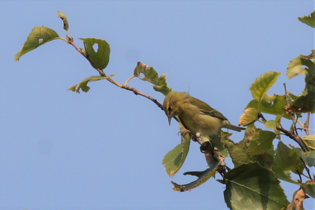 Tennessee Warbler - ML263178181