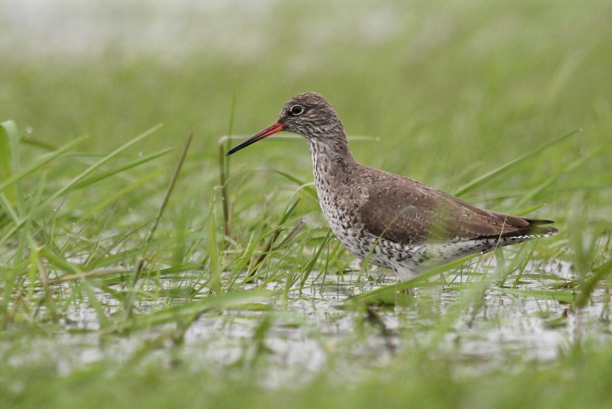 Common Redshank - Wojciech Janecki