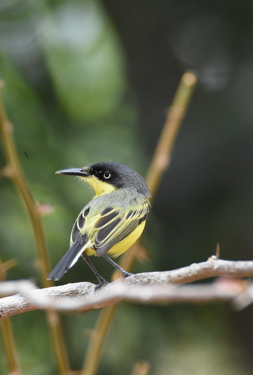 Common Tody-Flycatcher - ML26317881